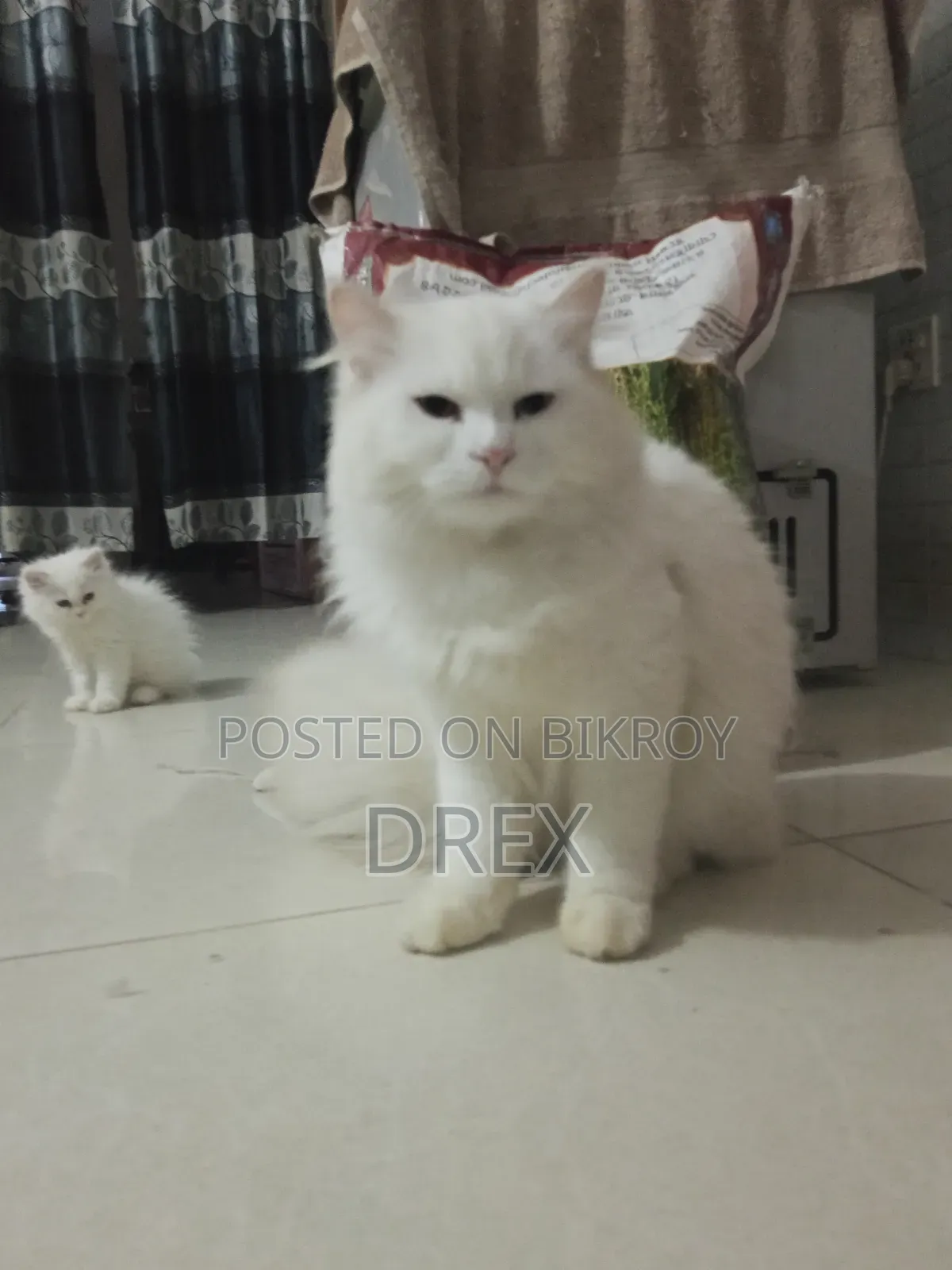 6-12 Months Male Purebred Ragdoll