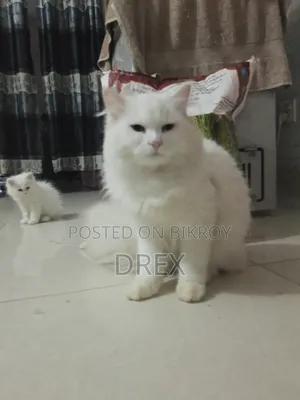 6-12 Months Male Purebred Ragdoll
