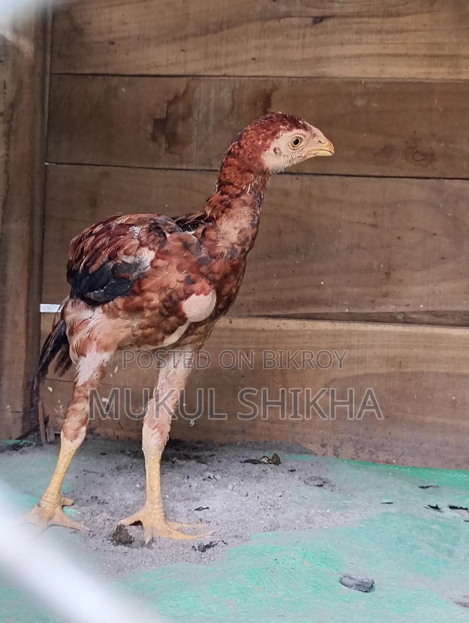 খাটি আচিল মুরগির বাচ্চা