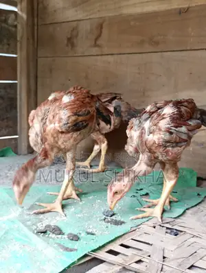 খাটি আচিল মুরগির বাচ্চা