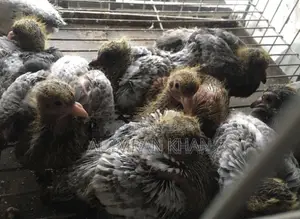 Pigeon Squabs