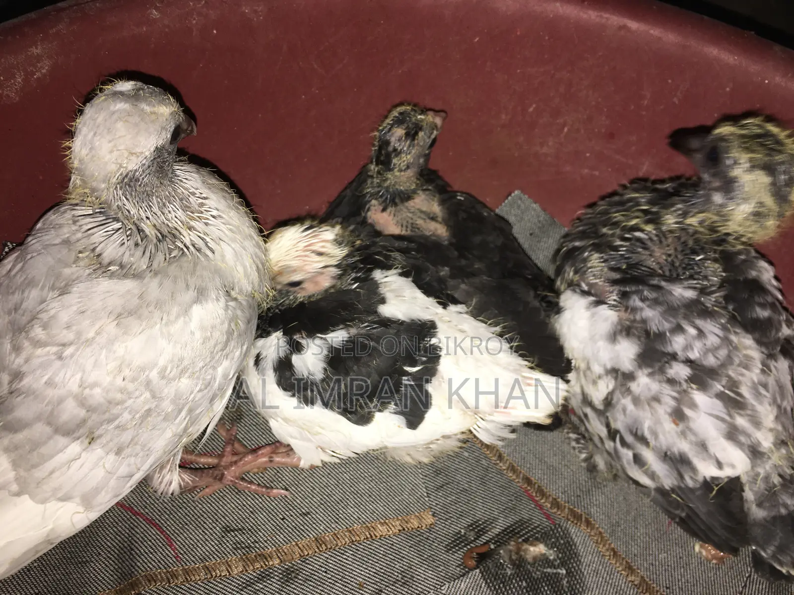 Pigeon Squabs