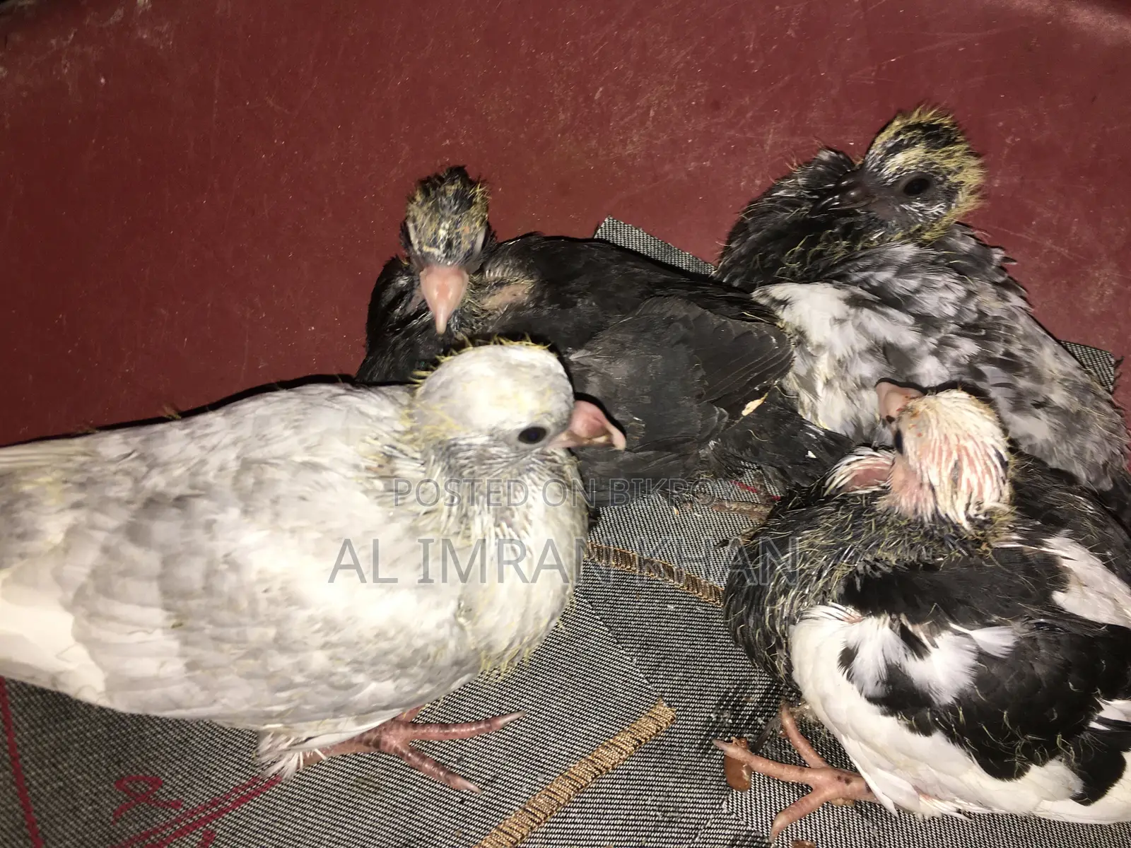 Pigeon Squabs