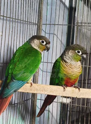 Green Cheek Conure