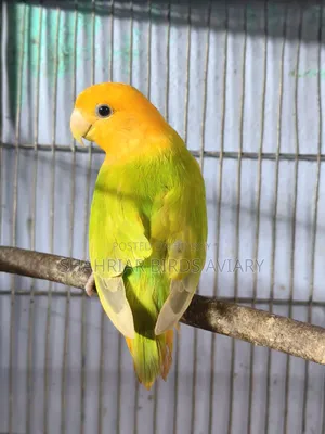 Opaline Lovebird (Female)