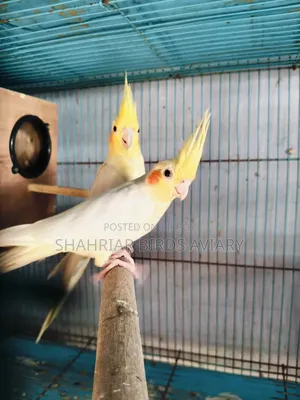 ককাটেইল (লোটিনো) জুড়া