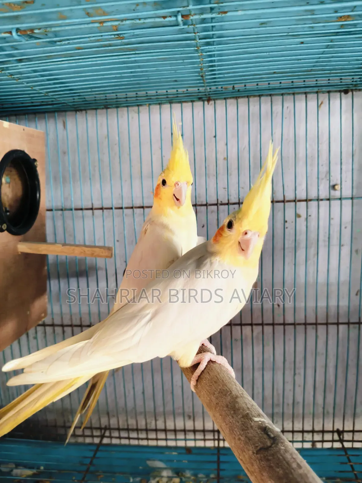 ককাটেইল (লোটিনো) জুড়া