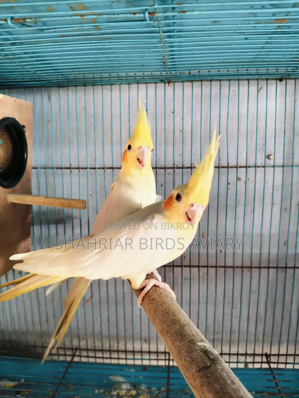ককাটেইল (লোটিনো) জুড়া