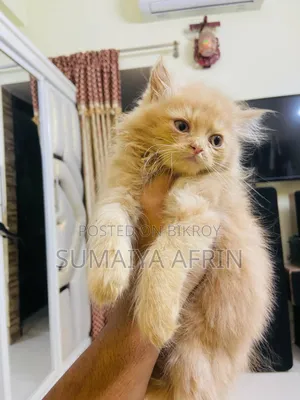 Male Persian Cat 3000 Tk Fixed