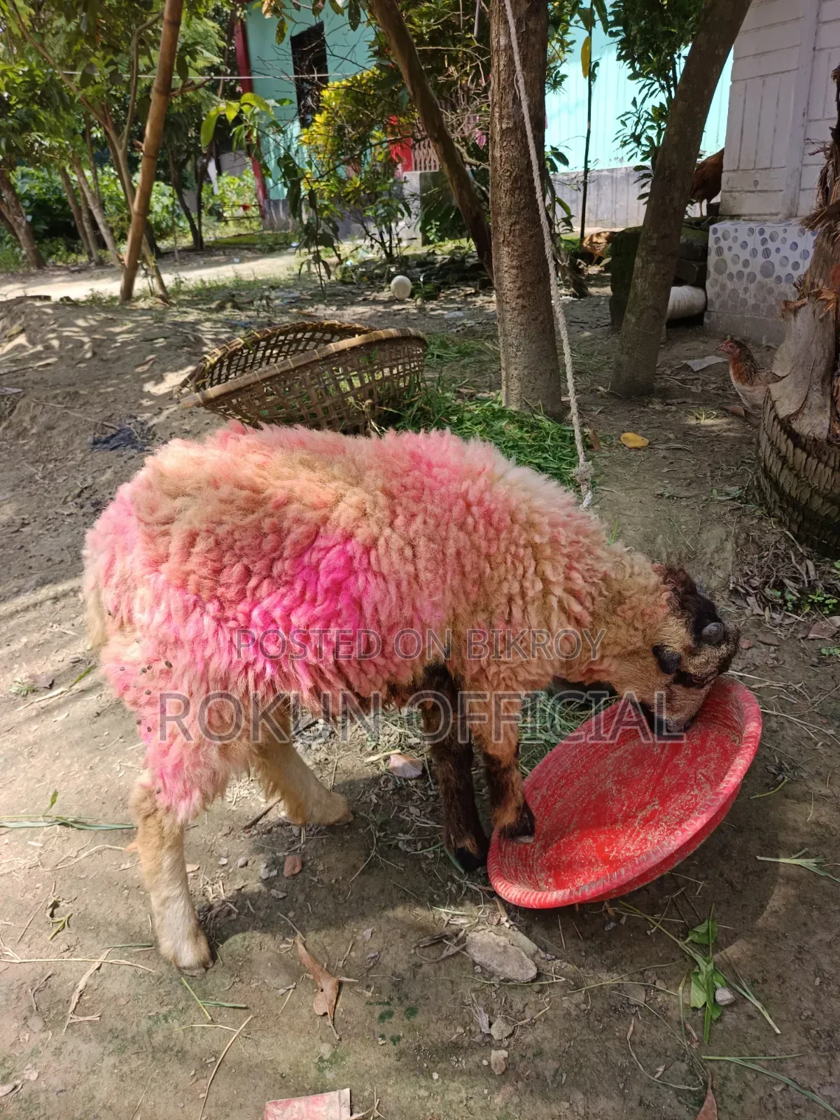 Local breed sheep