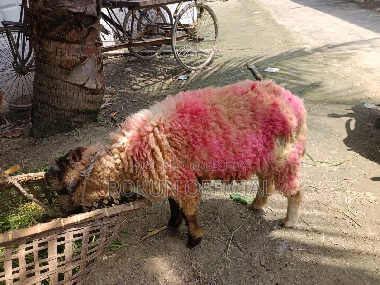 Local breed sheep