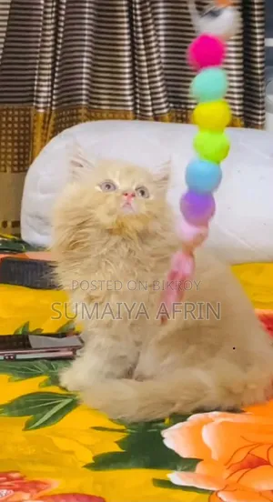 1-3 Months Male Purebred Persian