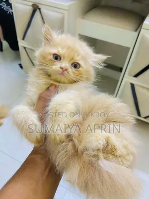 Male Persian Cat 3000 Tk Fixed