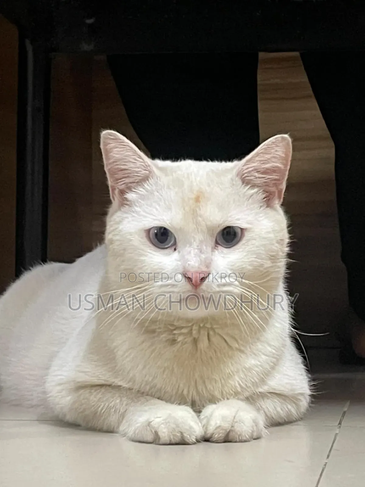 1+ year Male Mixed Breed Persian
