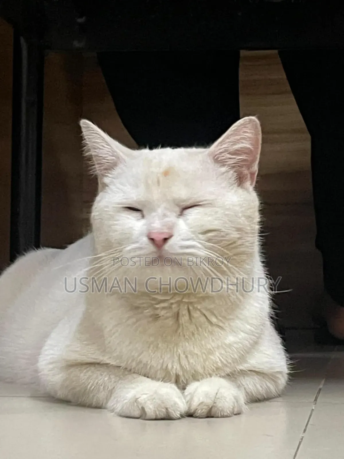 1+ year Male Mixed Breed Persian