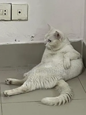 1+ year Male Mixed Breed Persian