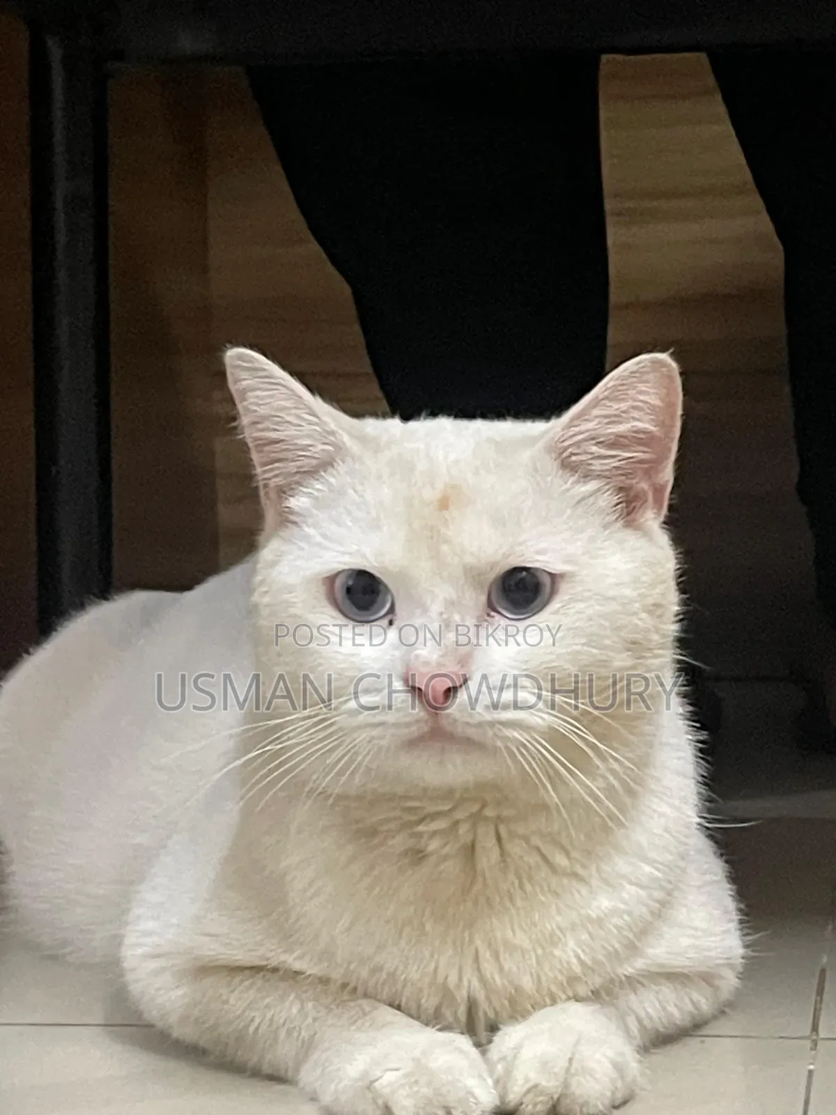 1+ year Male Mixed Breed Persian