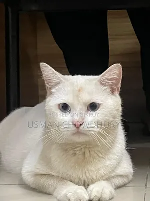 1+ year Male Mixed Breed Persian