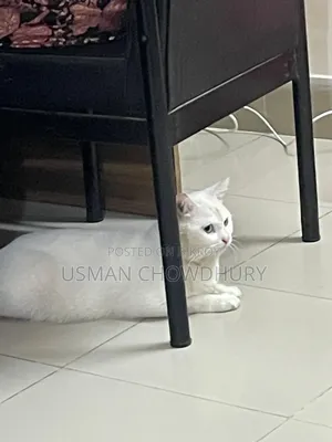 1+ year Male Mixed Breed Persian