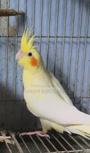 Cockatiel Lutino (Red Eyes)