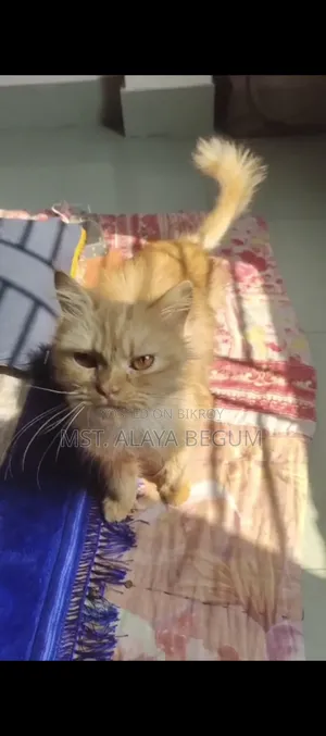 1+ year Female Purebred Persian