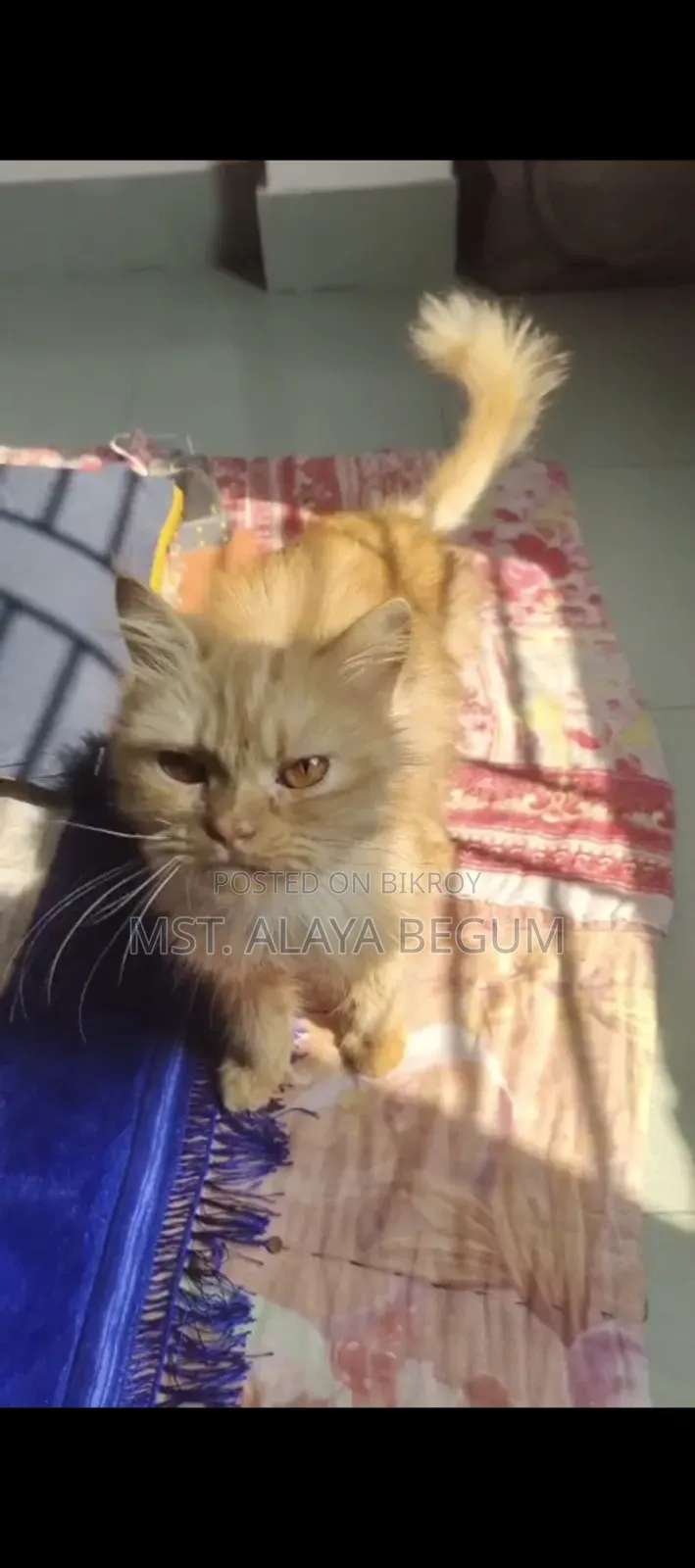 1+ year Female Purebred Persian