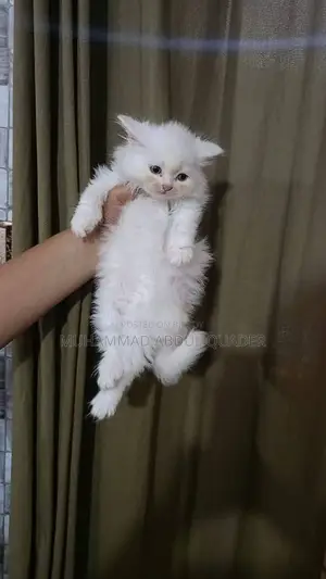 0-1 Month Male Purebred Persian
