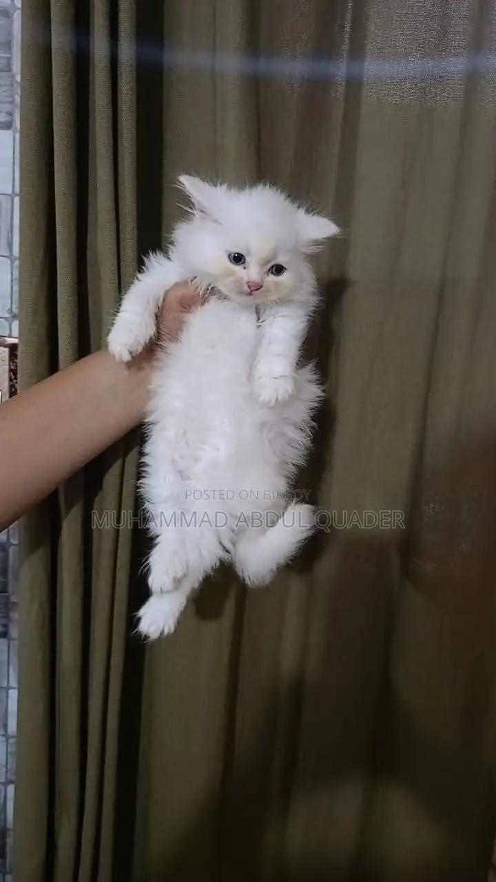 0-1 Month Male Purebred Persian