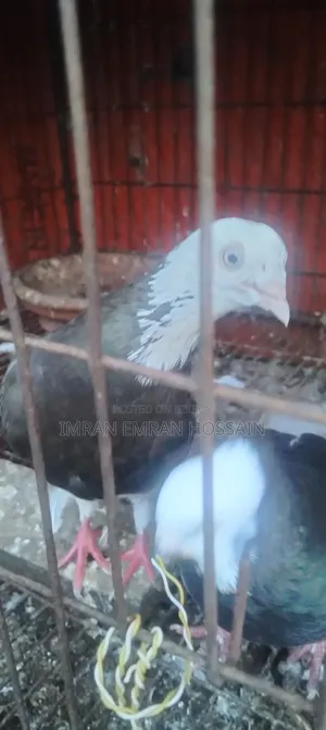Running Pair of Fancy Pigeons