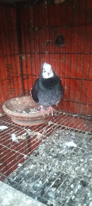 Running Pair of Fancy Pigeons