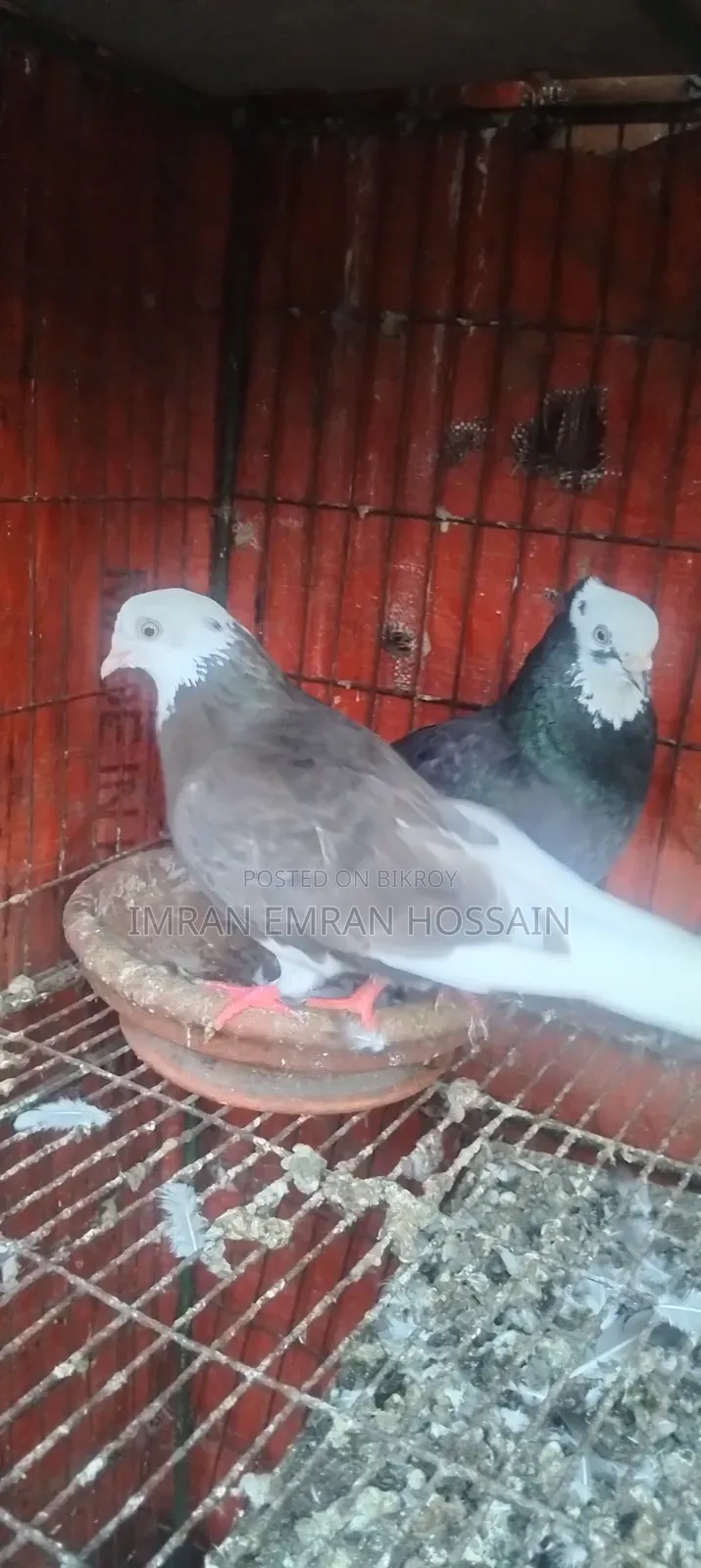 Running Pair of Fancy Pigeons
