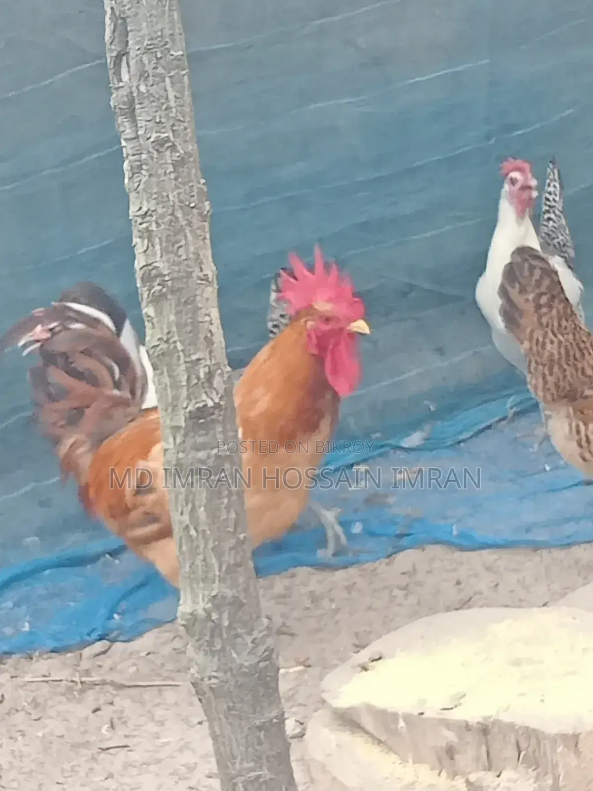 রানিং ডিম পাড়া মিসরি ফাওমি মুরগি