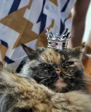 1+ Year Female Purebred Persian
