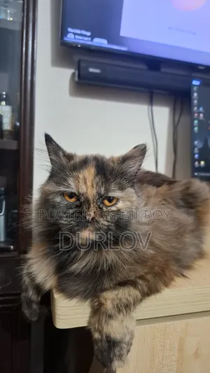 1+ Year Female Purebred Persian