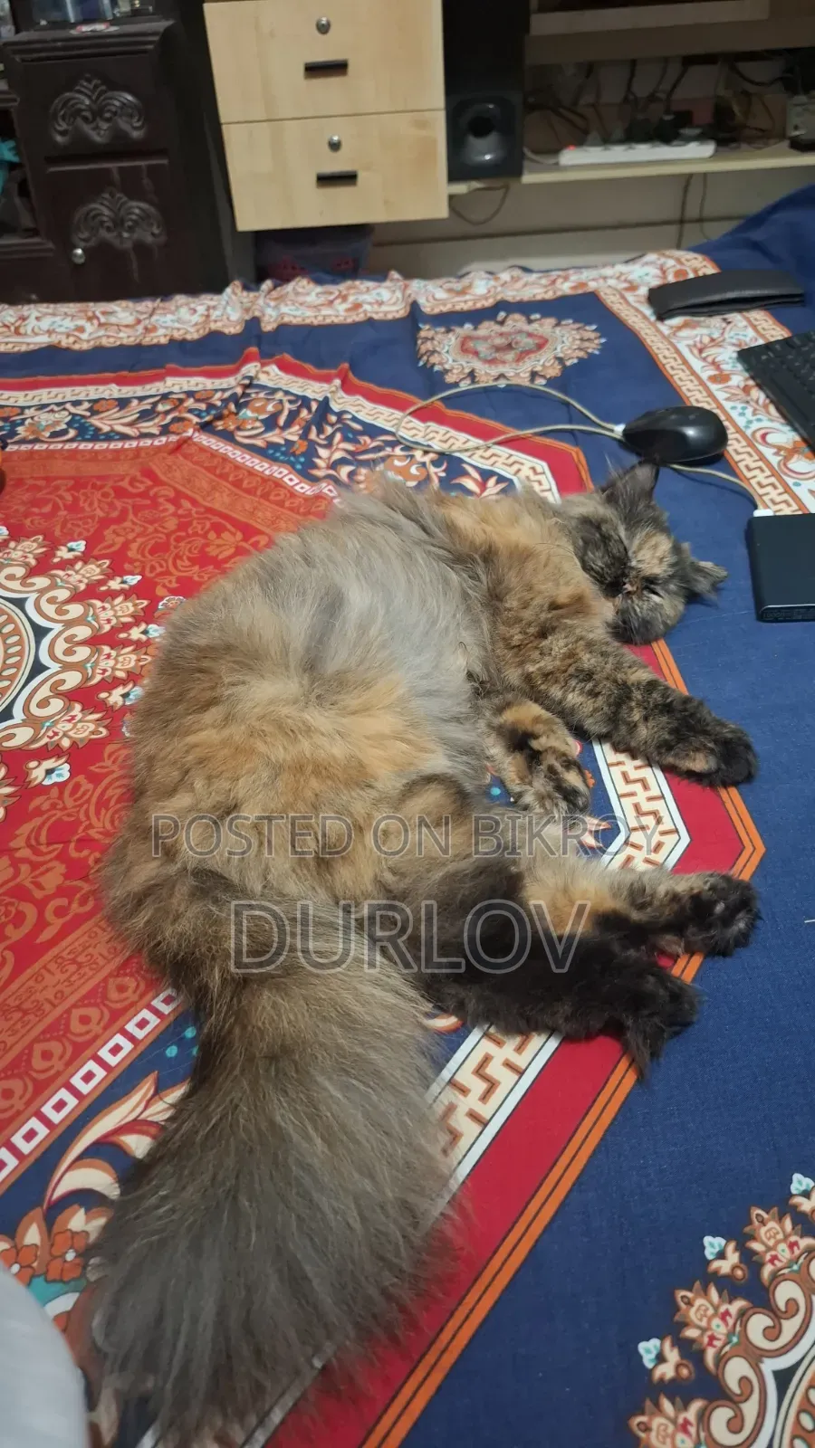 1+ Year Female Purebred Persian
