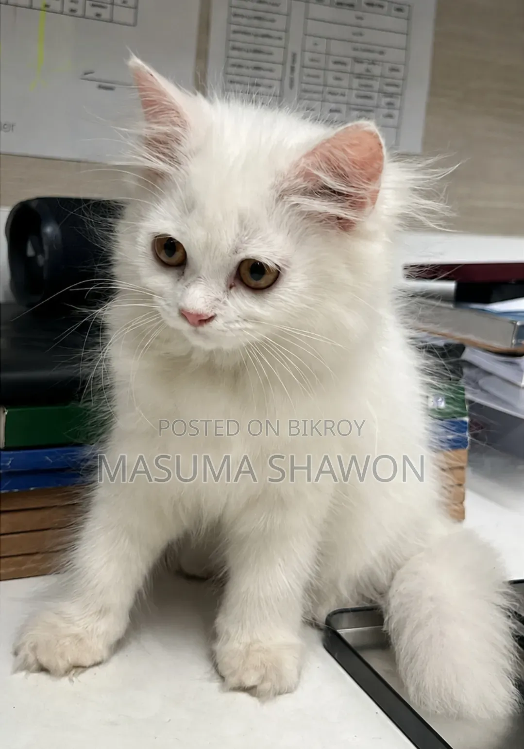 1-3 Months Female Purebred Persian