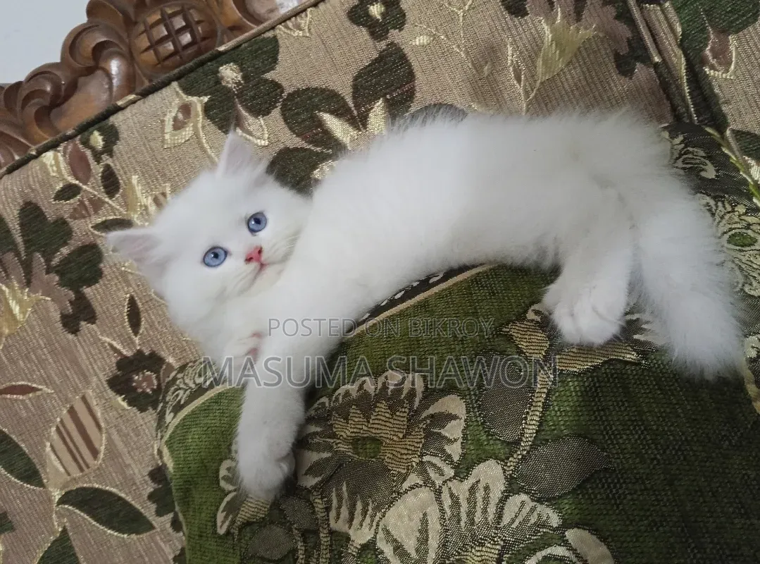 1-3 Months Female Purebred Persian