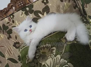 1-3 Months Female Purebred Persian