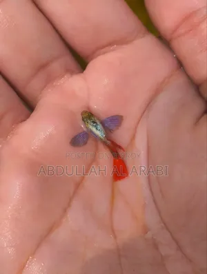 Red Tail Platinum Guppy (Rtp)