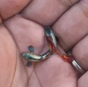 Red Tail Platinum Guppy (Rtp)