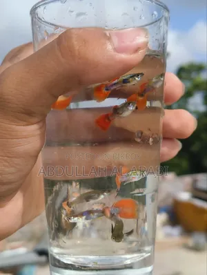 Red Tail Platinum Guppy (Rtp)