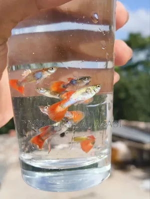Red Tail Platinum Guppy (Rtp)
