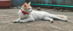 6-12 Months Male Purebred Bengal