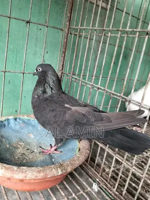 বান্জা মাদি
