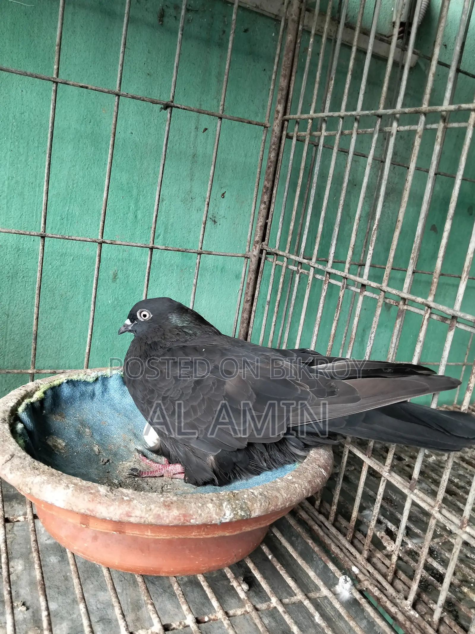 বান্জা মাদি
