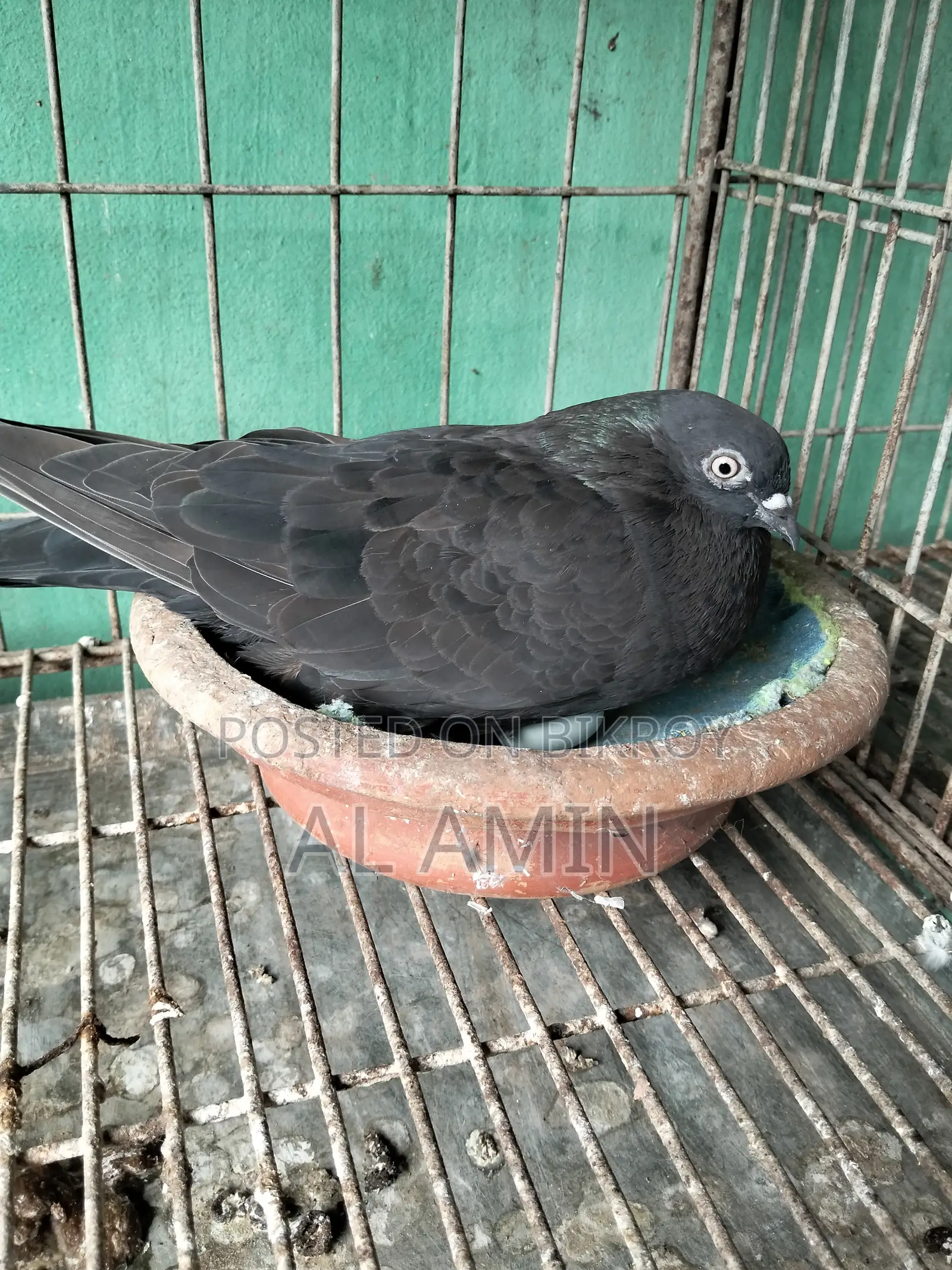 বান্জা মাদি