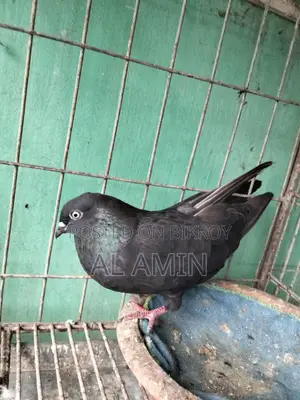 বান্জা মাদি