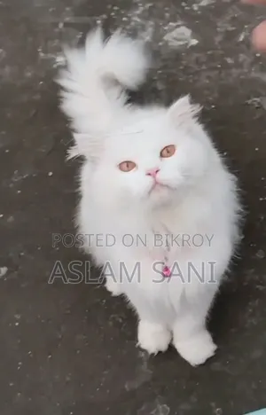 6-12 Months Male Purebred Persian