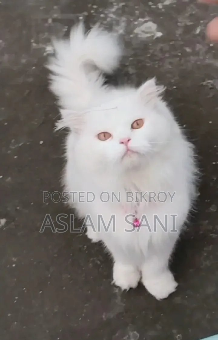 6-12 Months Male Purebred Persian