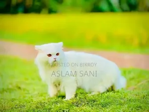 6-12 Months Male Purebred Persian